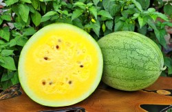 watermelon yellow baby elephant2